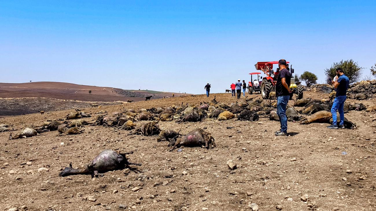 Tödliche Waldbrände in der Türkei: Zahl der Toten steigt auf zwölf